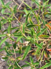Croton glandulosus septentrionalis