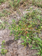 Croton glandulosus septentrionalis