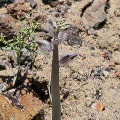 Caulanthus crassicaulis