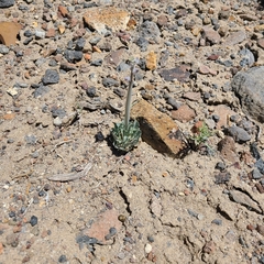 Caulanthus crassicaulis