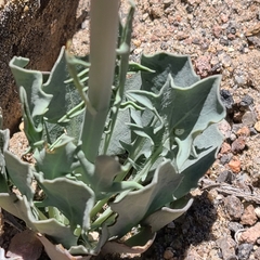 Caulanthus crassicaulis