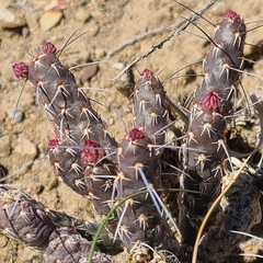 Micropuntia pulchella