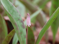 Erythronium propullans