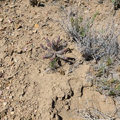 Micropuntia pulchella