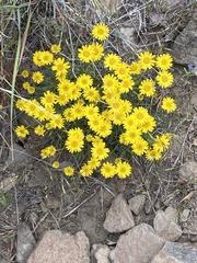 Erigeron linearis