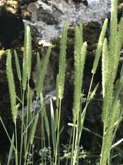 Phleum phleoides