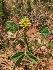 Rhynchosia tomentosa