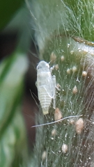 Hemiptera