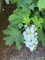 Hydrangea quercifolia