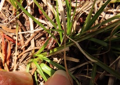 Carex deflexa boottii