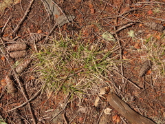 Carex deflexa boottii