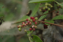 Schinus terebinthifolia terebinthifolia