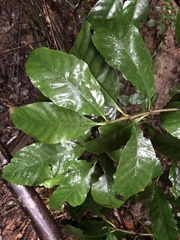 Atractocarpus benthamianus