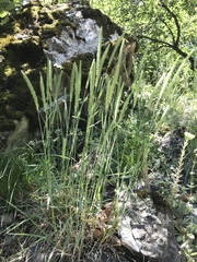Phleum phleoides