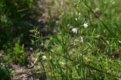 Bromus commutatus