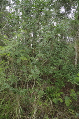 Schinus terebinthifolia terebinthifolia