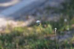 Tyrimnus leucographus