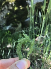 Phleum phleoides