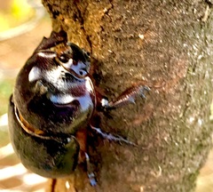 Xyloryctes furcatus