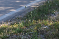 Tyrimnus leucographus