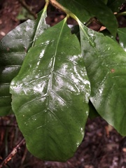 Atractocarpus benthamianus