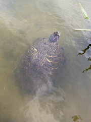 Trachemys scripta elegans
