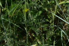 Chaerophyllum coloratum