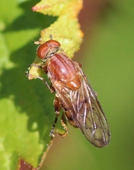 Brachyopa notata
