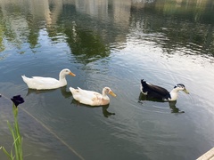 Anas platyrhynchos domesticus