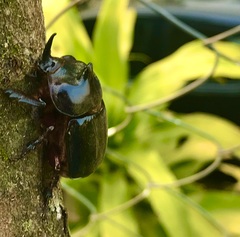 Xyloryctes furcatus