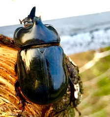 Xyloryctes furcatus