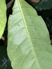 Atractocarpus benthamianus