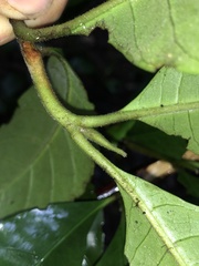 Atractocarpus benthamianus