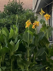 Canna flaccida