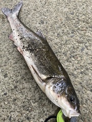 Pseudaspius hakonensis