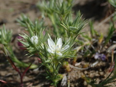 Eremogone franklinii