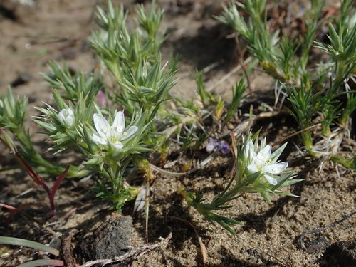 Image of Eremogone franklinii by (c) Nolan Exe, some rights reserved (CC BY)