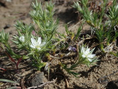 Eremogone franklinii