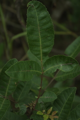 Schinus terebinthifolia terebinthifolia