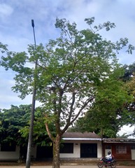 Pseudosamanea guachapele