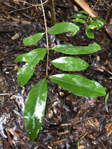 Austrobuxus swainii (Austrobuxus swainii)