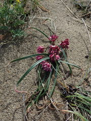 Allium robinsonii