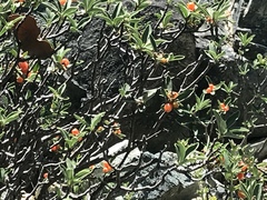 Daphne alpina