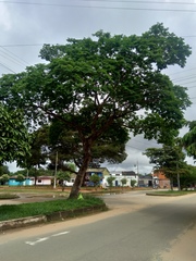 Pseudosamanea guachapele