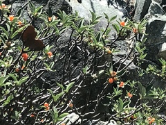 Daphne alpina