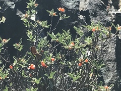 Daphne alpina