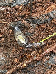 Hemphillia dromedarius