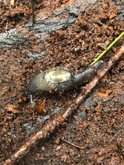 Hemphillia dromedarius