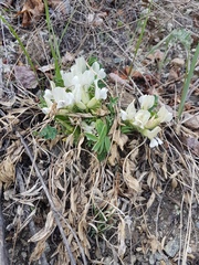 Oxytropis caespitosa