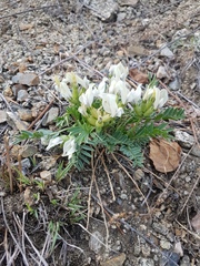 Oxytropis caespitosa